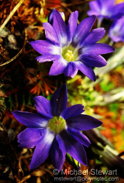 Flowers near Syangboche